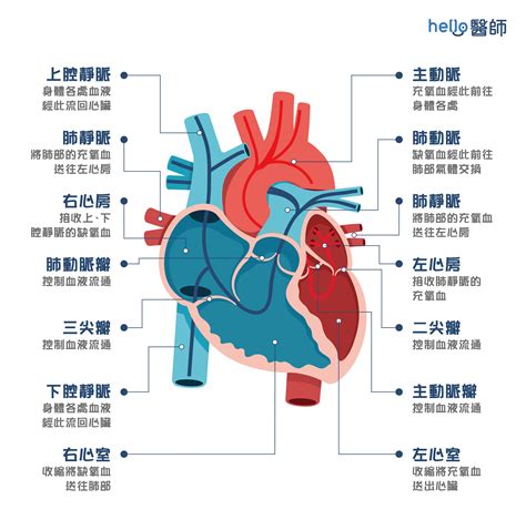 人的心臟位置|人體解剖學/心臟